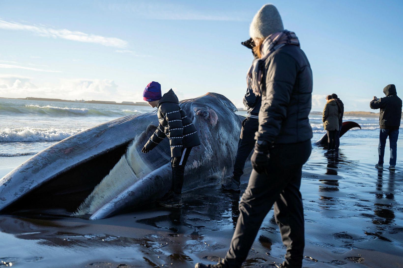 Líklegast er að hvalurinn verði grafinn á staðnum.