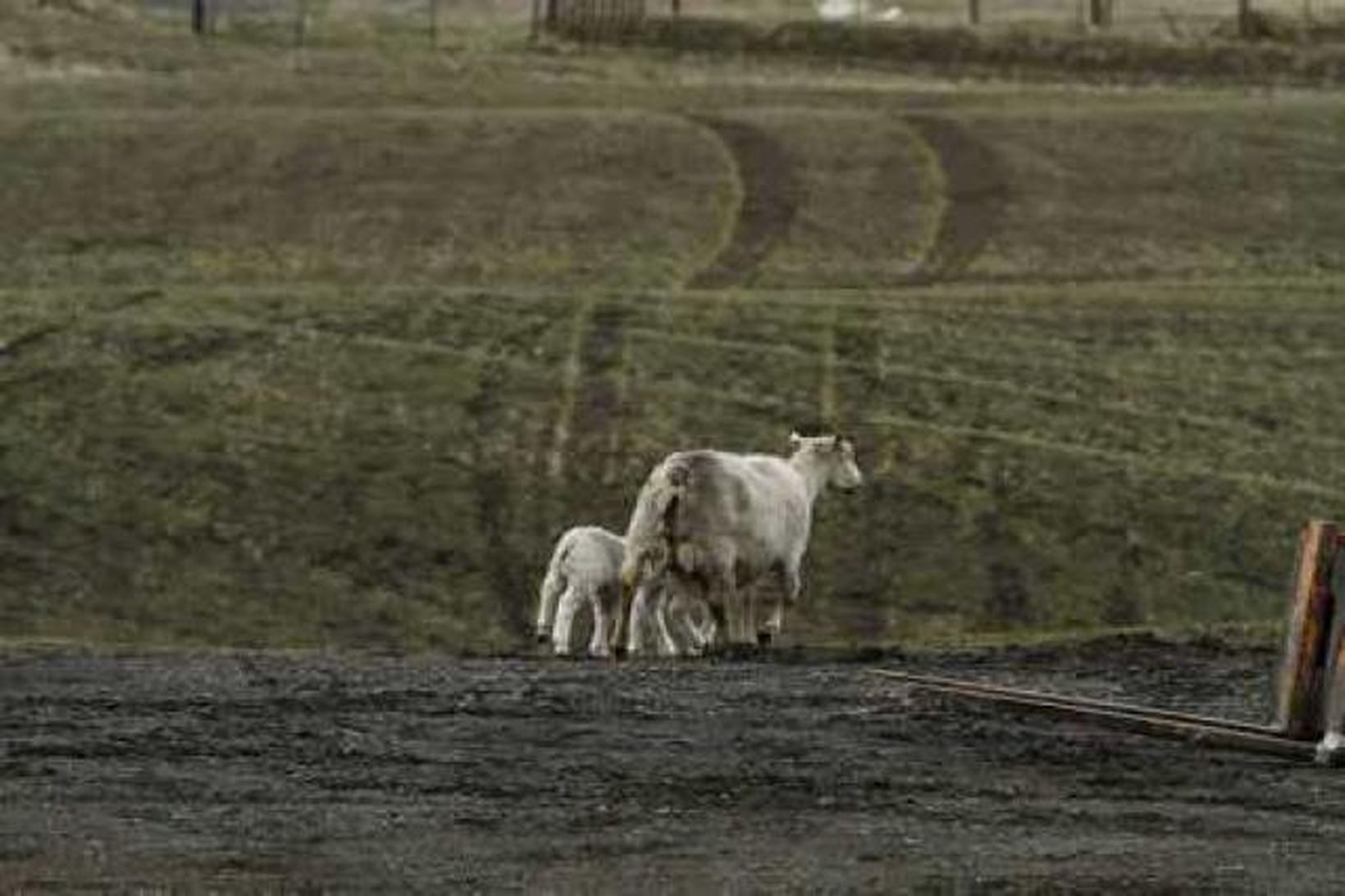 Aska olli töluverðum usla í og við Kirkjubæjarklaustur. Myndin sýnir …