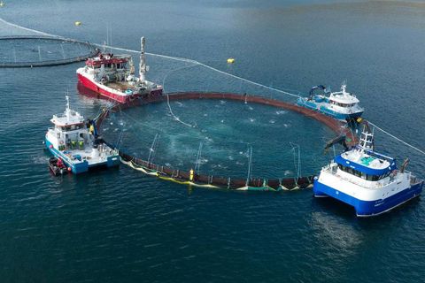 Laxalús er mikil áskorun fyrir fiskeldið hér sem erlendis.