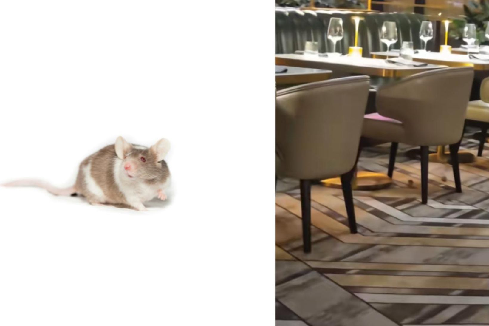 Mýs á veitingahúsi Gordon Ramsay