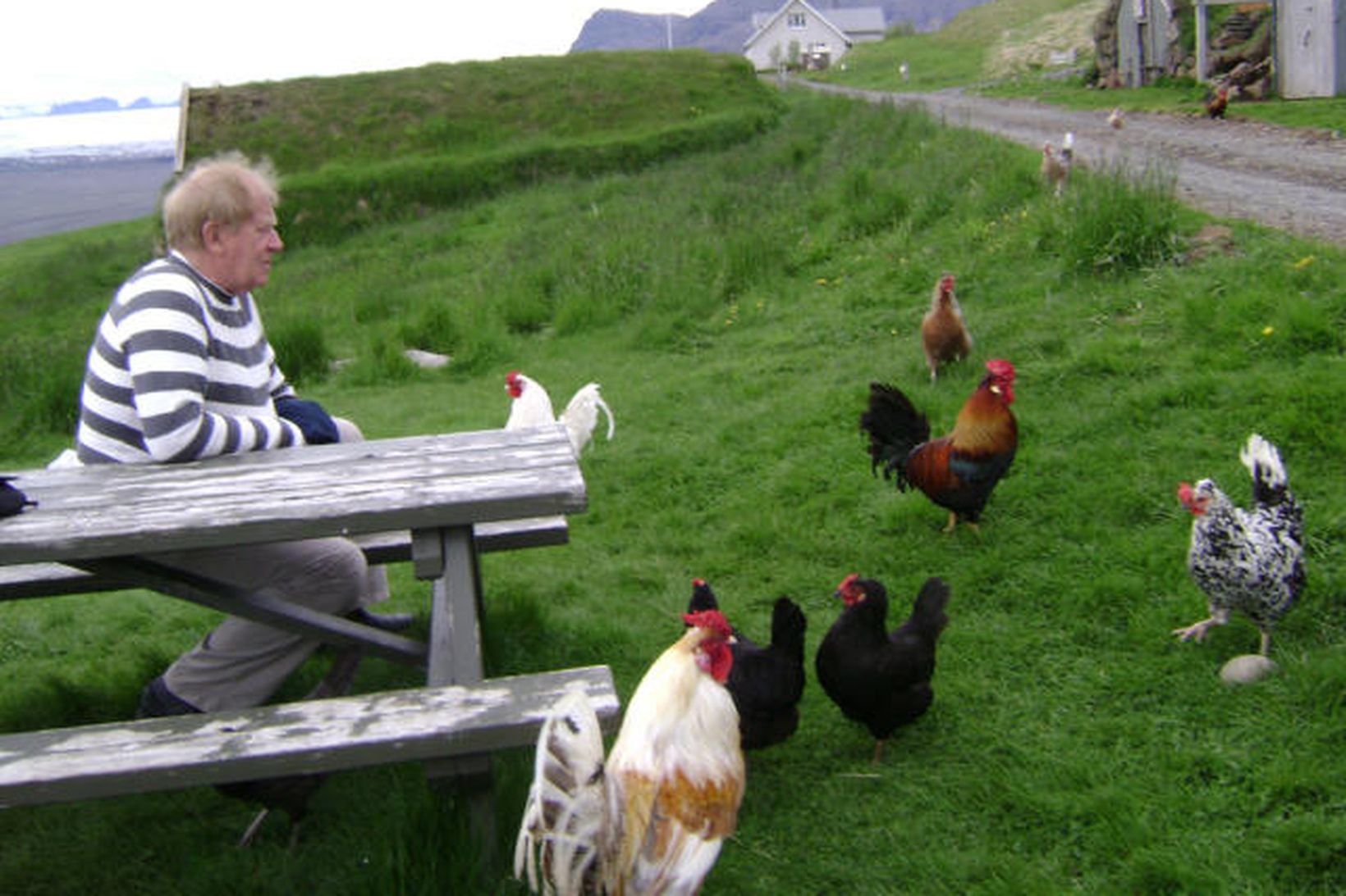 Hreinn Eiríksson, Hornfirðingur, og landnámshænur í Skaftafelli.