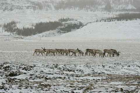 Icelandic reindeer in winter.