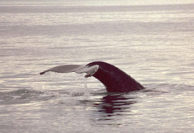 The new report from the Institute of Economic Studies  states that the Iceland&#8217;s whaling operations have absolutely no effects on the tourist industry in Iceland.