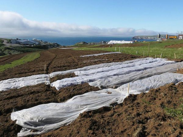 In Húsavík, potato fields have been plowed by the municipality.
