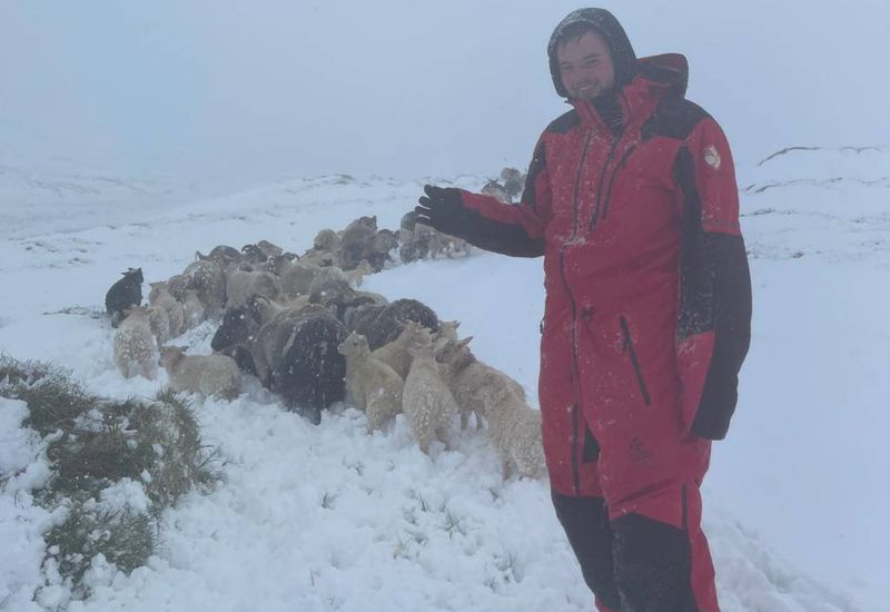 Running sheep in winter weather in spring this week.