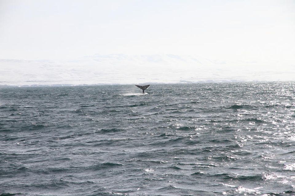 Steypireyður á Skjálfandaflóa í morgun.