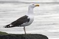 Í bráðri hættu Svartbak hefur fækkað um 84% á síðustu áratugum og er stofninn nú talinn vera í bráðri hættu.