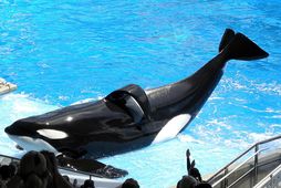 Tilikum er líklega frægasti háhyrningur SeaWorld en hvalurinn sem var veiddur við Íslandsstrendur, og drapst …