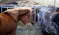 Hrossin í Fljótshlíðinni næra sig