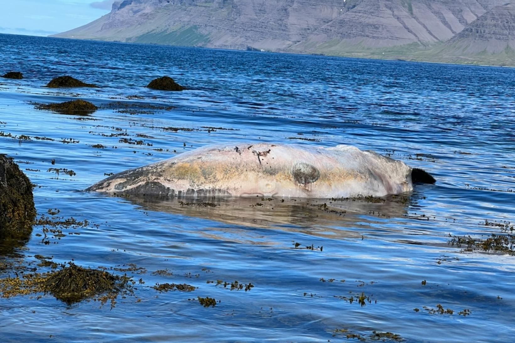 Hilmar hefur ekki orðið var við hvalreka á Arnarfirði áður.