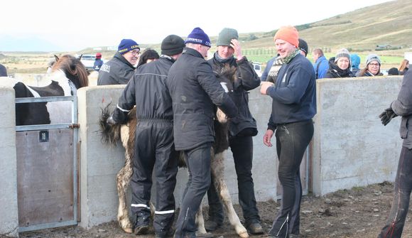 Fóru „haugskítugir“ að kjósa eftir réttir