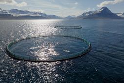 Uppskera Kaldvíkur á tímabilinu nam 6.383 tonnum.