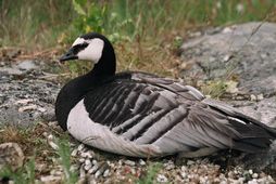 The barnacle goose searches the fields and chooses to harm the farmers.