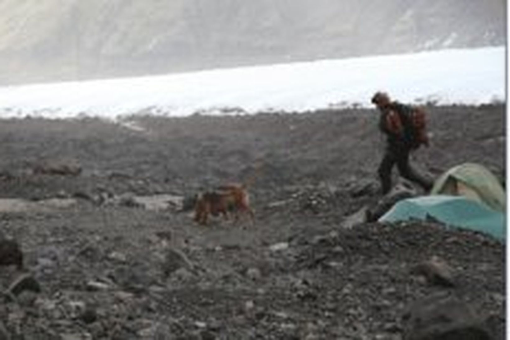 Leitarhundar við tjöld Þjóðverjanna í gær