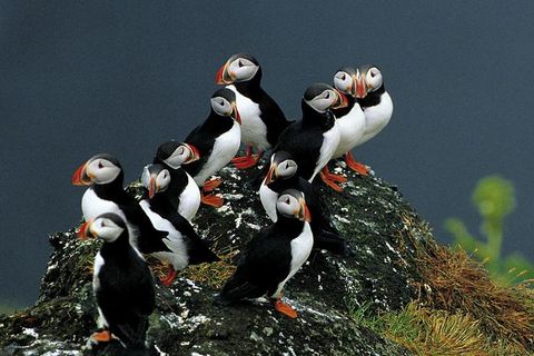 The puffin resides in cliffs all over Iceland and feeds on small fish.