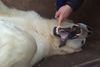 Killing polar bears in Iceland “only logical thing to do”
