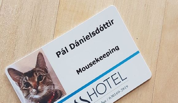 Hótelköttur á Hellnum öðlast heimsfrægð
