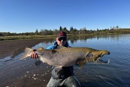 Magnaður stórlax. Skolturinn er eins vígalegur og þeir verða. Þetta er einn af stærstu löxum …