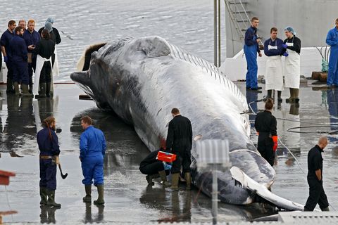 A fin whale at the whaling station in Hvalfjörður.