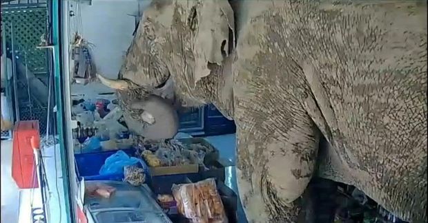 Wild elephant breaks into Thai grocery store to get snacks