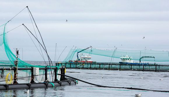 Gelda lax með genaþöggun