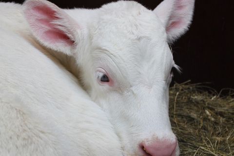 Cream was born last Wednesday.