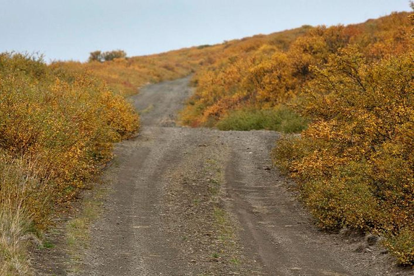 Vegagerðin velur leiðina sem fer um Teigsskóg