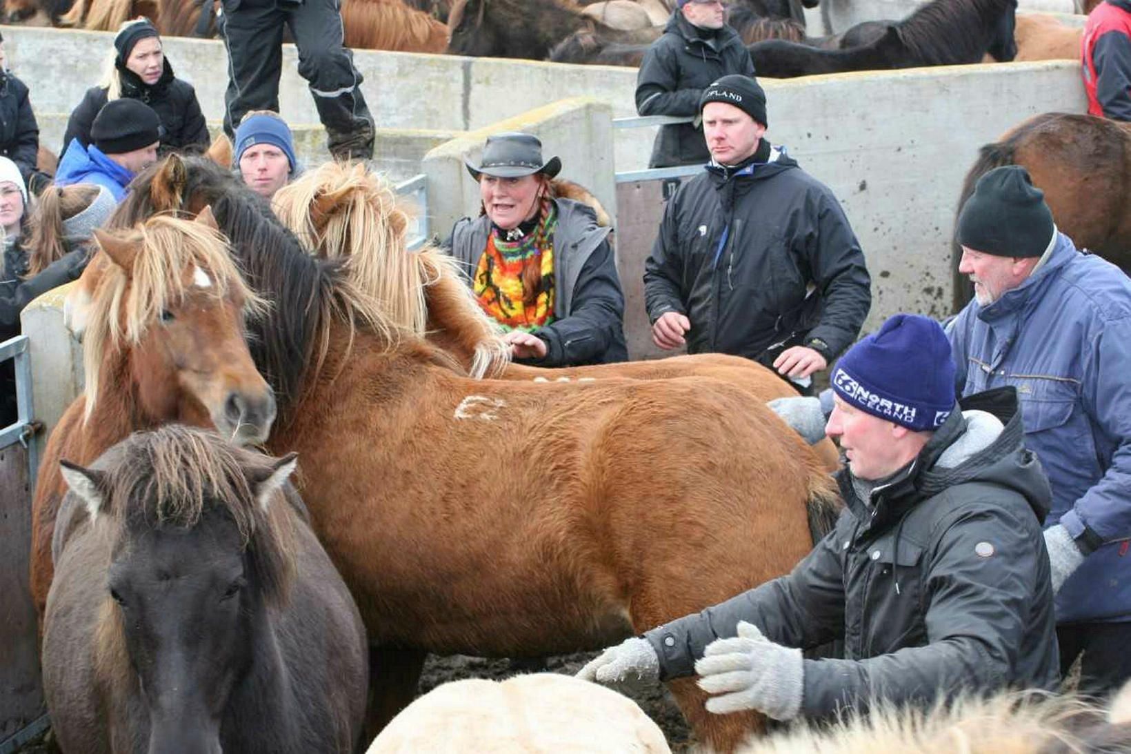 Laufskálaréttarhelgi er að ganga í garð í Skagafirði þar sem …