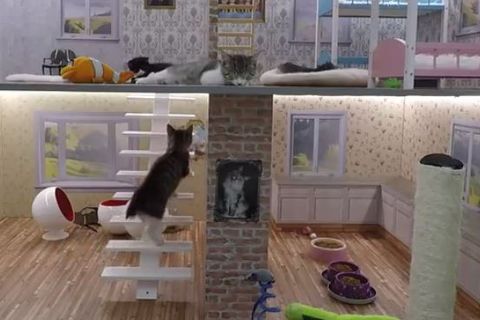 The kittens have a two storey wome with bunk beds and toys.