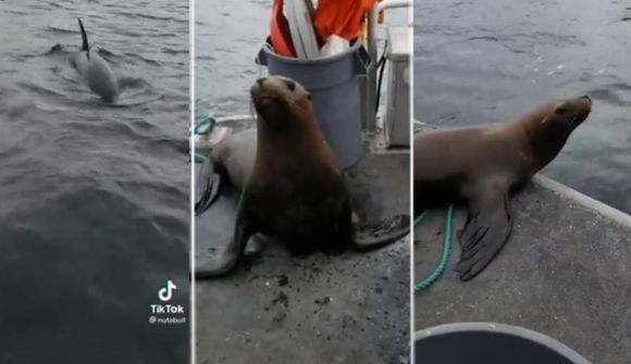 Sæljón í vanda flúði háhyrninga 