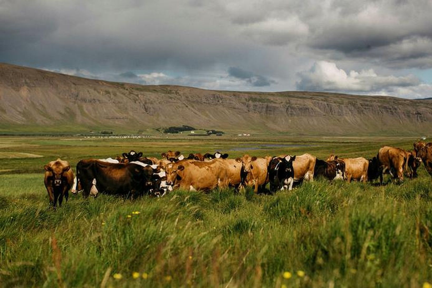 Kúabú á Vestfjörðum sem og aðrir dýraeigendur búa við það …