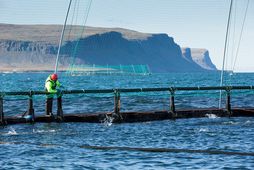 Um er að ræða fjórðu samantektina sem stofnunin hefur nú gefið út um áhrifa sjókvíaeldis …