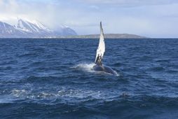 Landvernd segir lýðræðinu ekki sýnd virðing hvað snertir veitt hvalveiðileyfi.