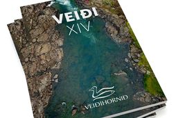 Óttar Yngvason greinir frá því hvernig stóra slysasleppingin á frjóum norskum laxi úr sjókvíum varð …