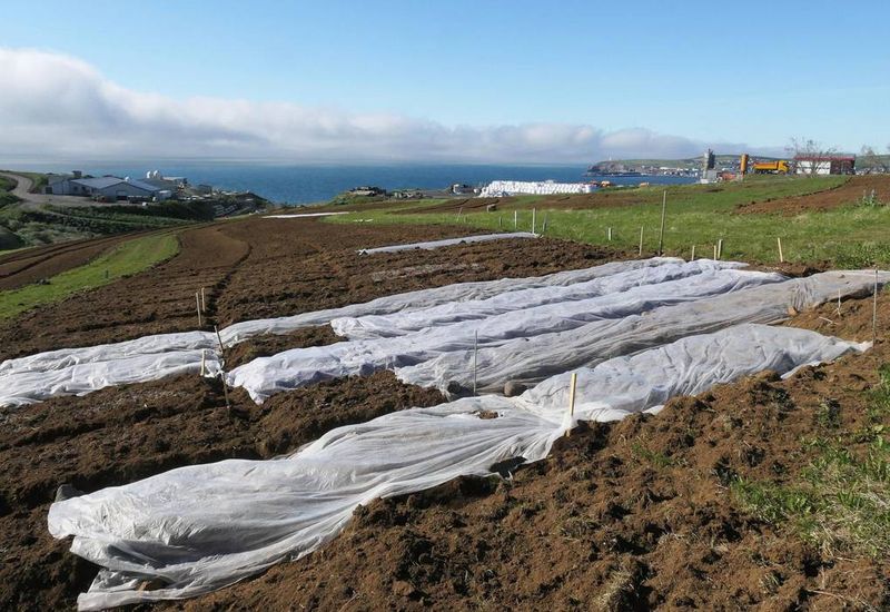 In Húsavík, potato fields have been plowed by the municipality.