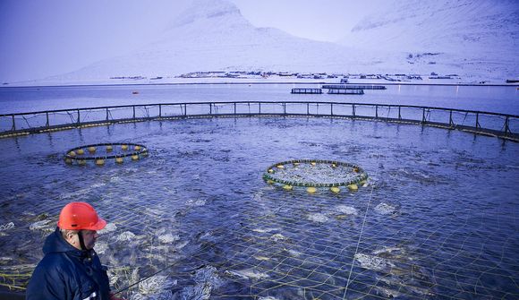 Erum við að missa af lestinni í þorskeldi?