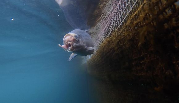Segja myndefnið ekki lýsandi fyrir ástand fiska
