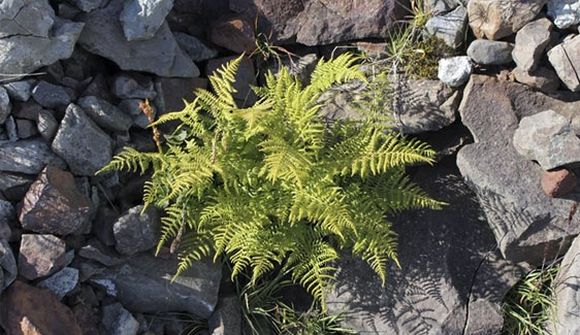 Plöntur nema land á jökulskerjum