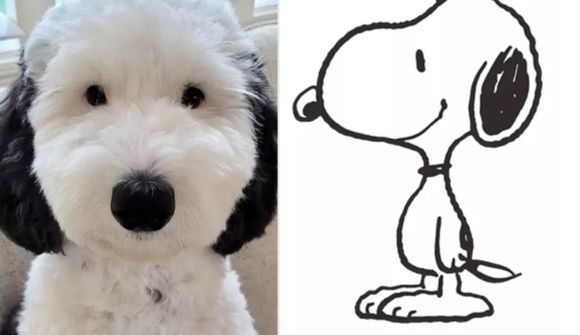 Tvífari Snoopy vekur athygli