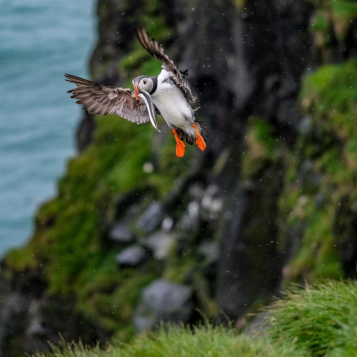 Sigurdur Hedinn Hardarson on LinkedIn: #flyfishing #atlanticsalmon #haugur  #iceland #icelandic #flytying