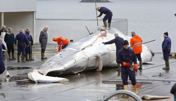 Greenpeace segjast hafa stöðvað Samskip