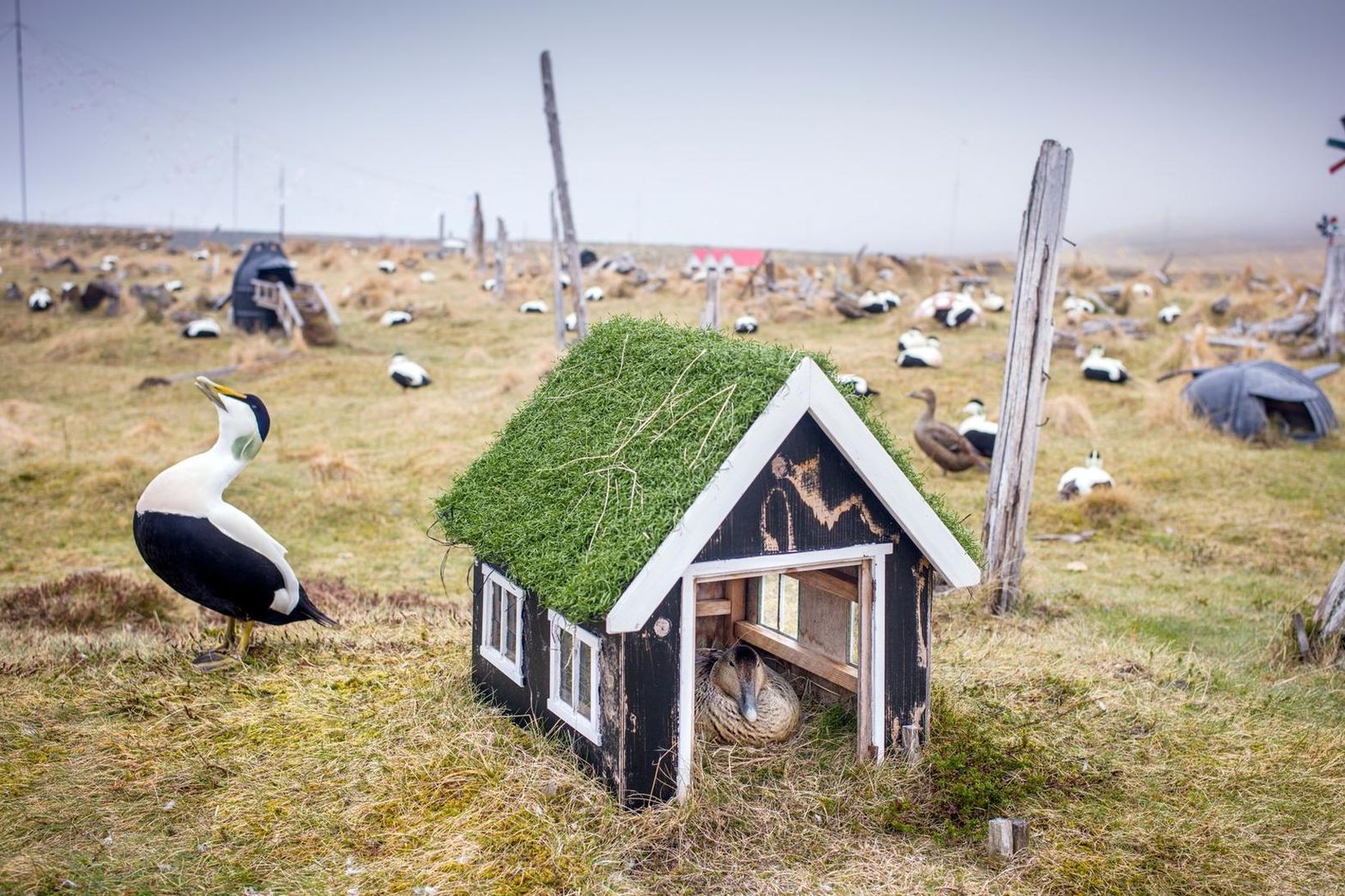 Fuglar og menn heimsfrumsýnd á CPH:DOX