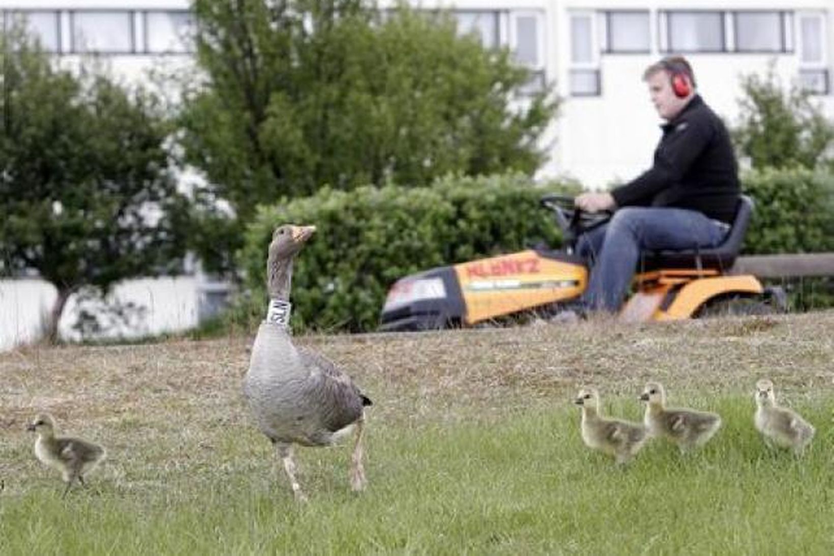 Grágæsin SLN með unga við Héraðshælið í fyrra.