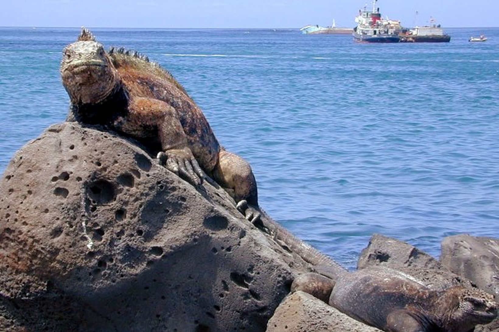 Græneðla á Galapagos