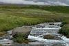 Slysið á Siglufjarðarvegi: Fjórir drengir á gjörgæslu