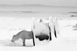 Dýraverndarsamband Íslands fer fram á að hrossunum verði bjargað án tafar. Bendir sambandið á að …