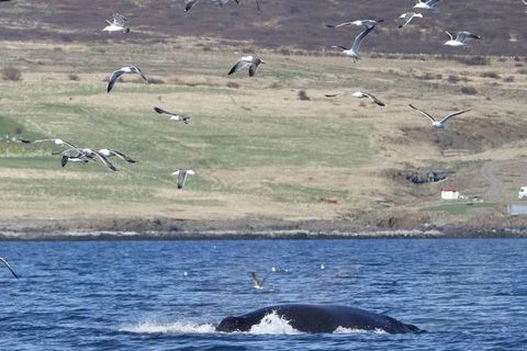 Hvalir eru fáséðir í Hvalfirði og því vakti hnúfubakur athygli.