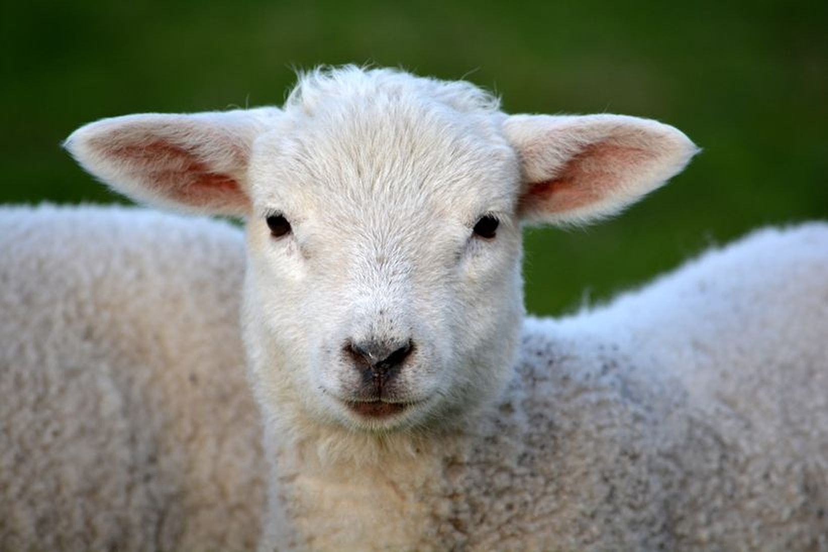 Þetta lamb er rosa sætt.