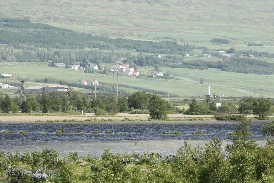 Miklir vatnavextir eru í Eyjafjarðará.