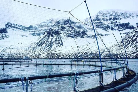 Fish pens where the salmon served in Jamie Oliver's restaurant in Reykjavik will come from.